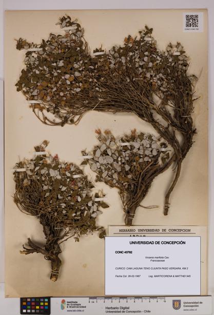 Viviania marifolia [Espécimen: UDEC:CONC:0043792]