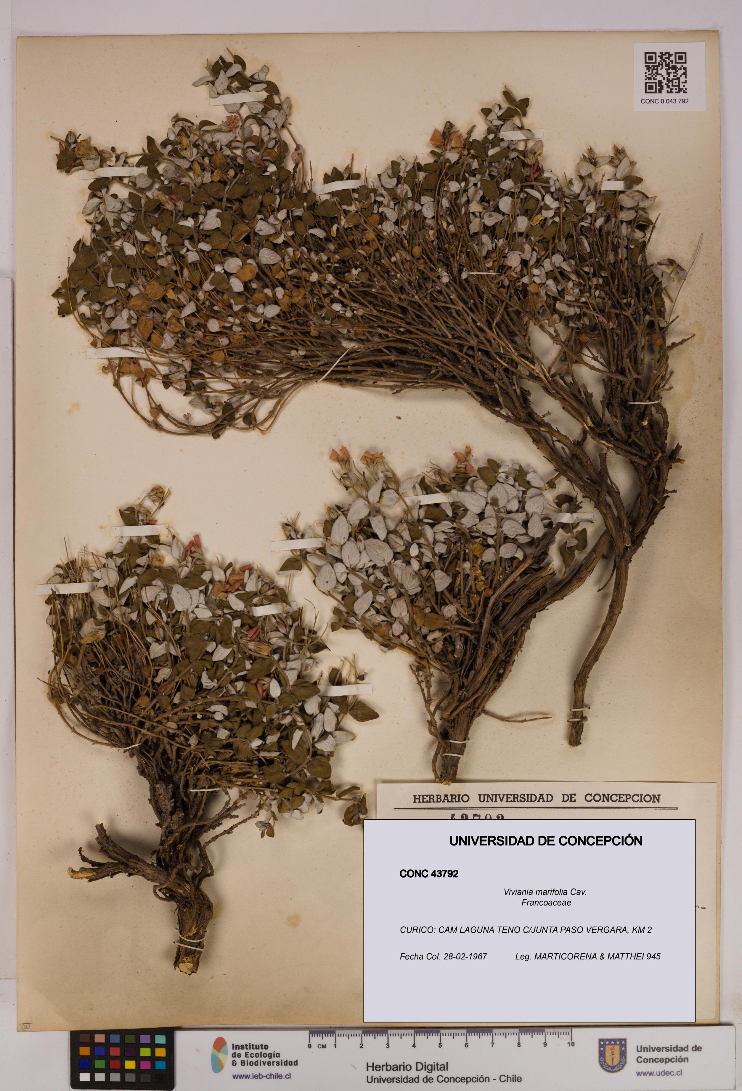 Viviania marifolia [Espécimen: UDEC:CONC:0043792]