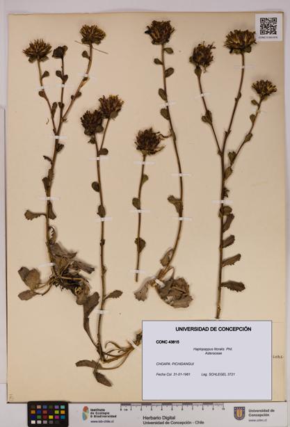Haplopappus litoralis [Espécimen: UDEC:CONC:0043815]