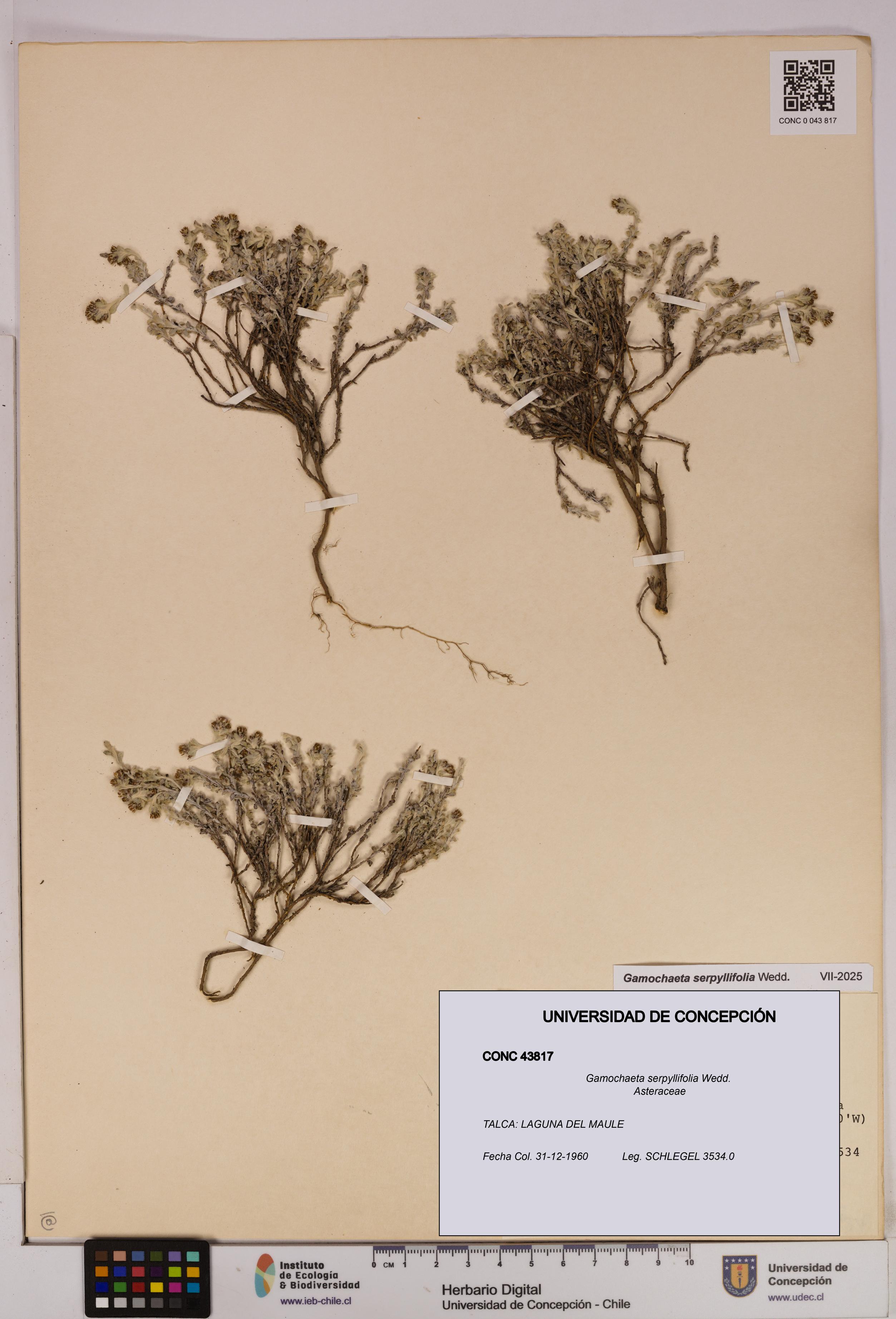 Gamochaeta serpyllifolia [Espécimen: UDEC:CONC:0043817]