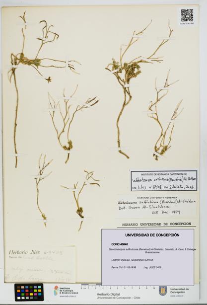 Stenodrabopsis suffruticosa [Espécimen: UDEC:CONC:0043840]