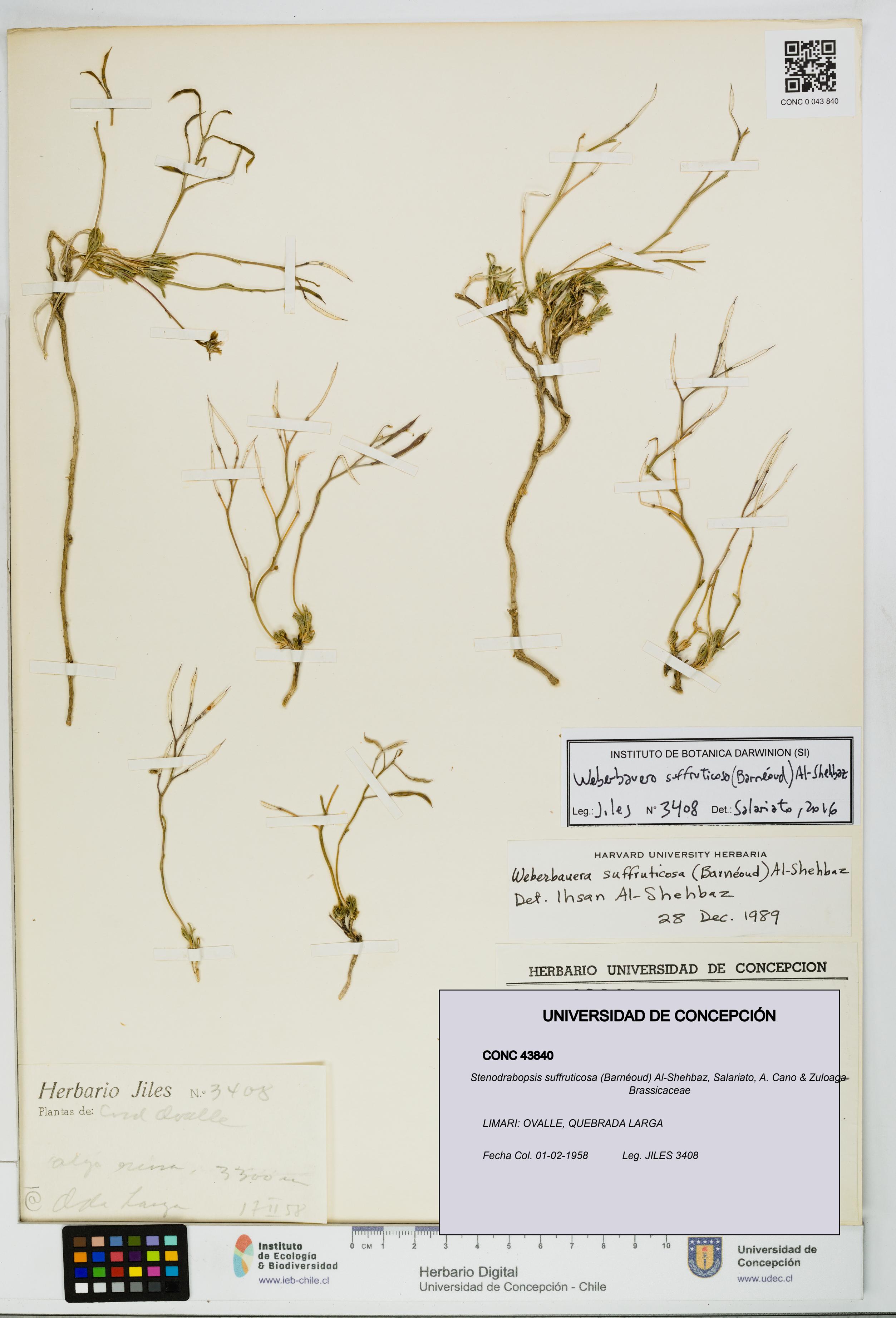 Stenodrabopsis suffruticosa [Espécimen: UDEC:CONC:0043840]