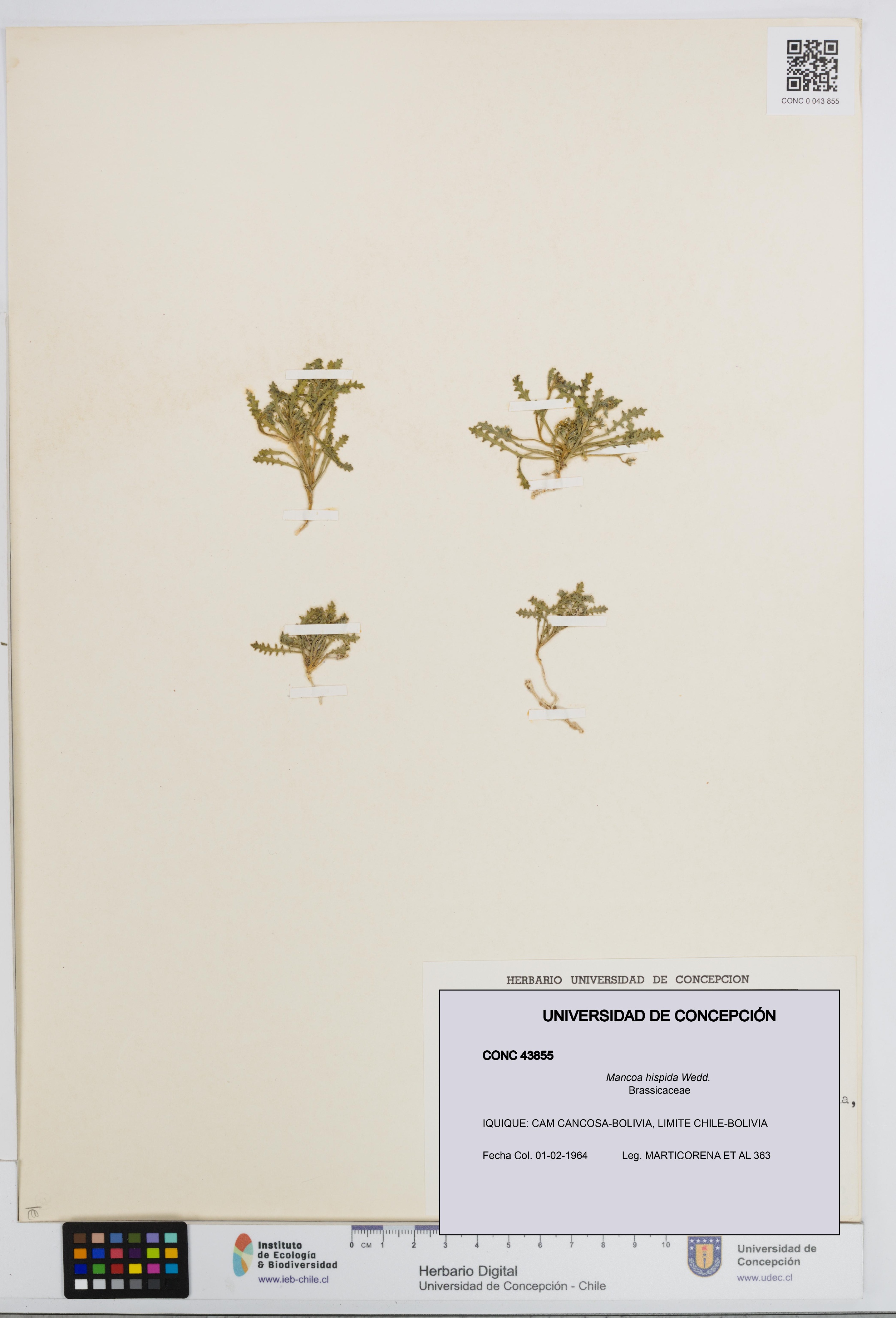 Mancoa hispida [Espécimen: UDEC:CONC:0043855]