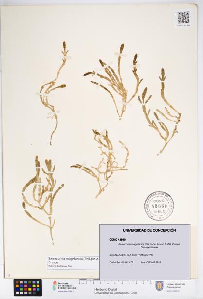 Sarcocornia magellanica [Espécimen: UDEC:CONC:0043869]
