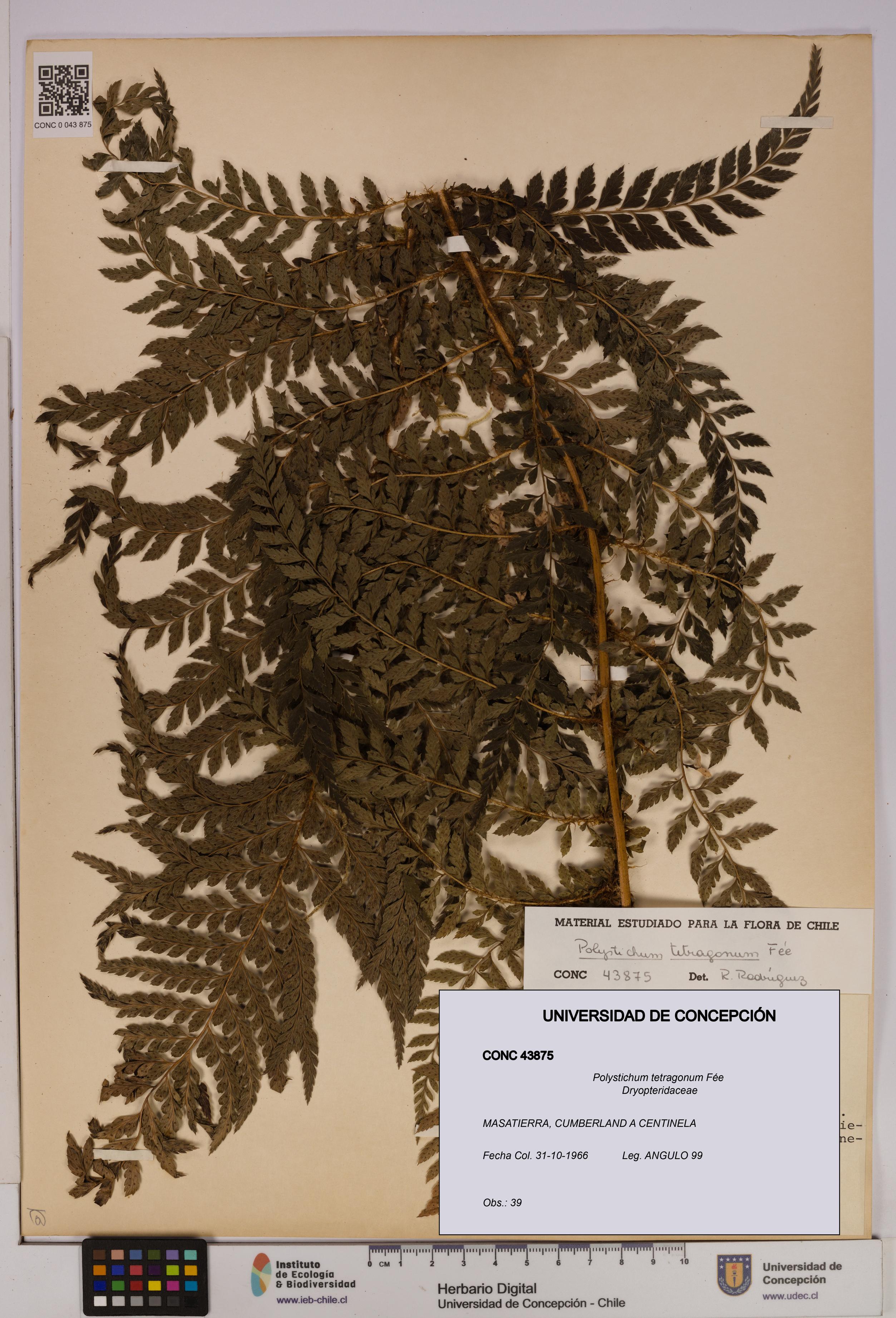 Polystichum tetragonum [Espécimen: UDEC:CONC:0043875]