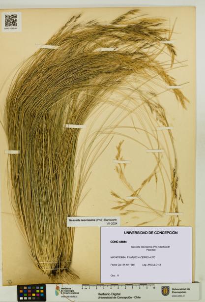 Nassella laevissima [Espécimen: UDEC:CONC:0043884]