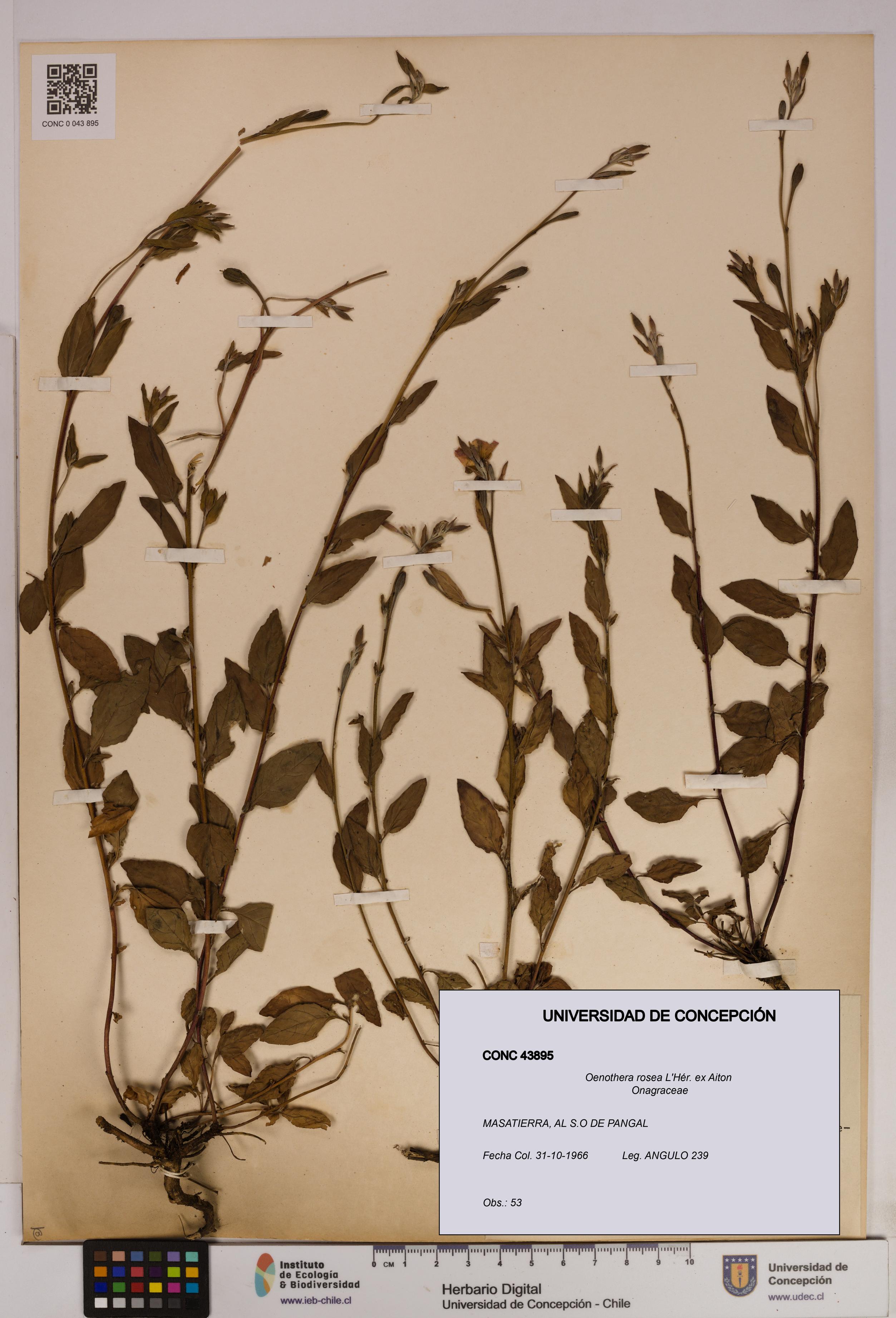 Oenothera rosea [Espécimen: UDEC:CONC:0043895]
