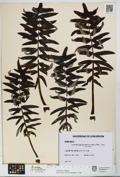 Dendroseris pinnata [Espécimen: UDEC:CONC:0043905]