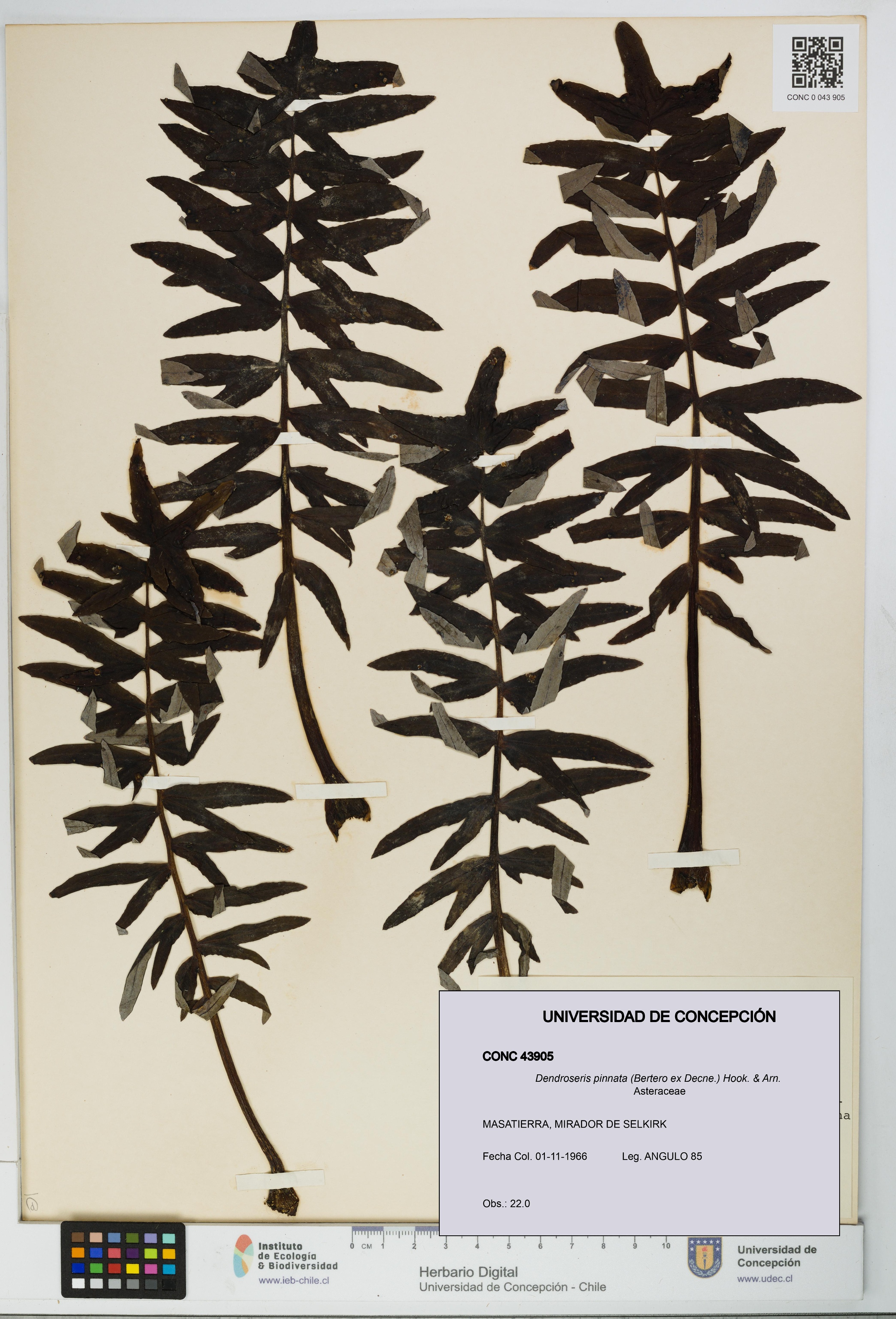 Dendroseris pinnata [Espécimen: UDEC:CONC:0043905]