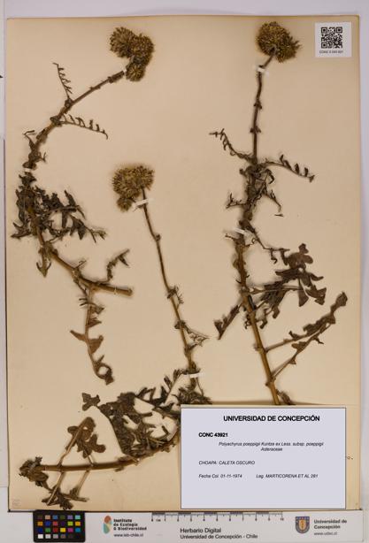 Polyachyrus poeppigii [Espécimen: UDEC:CONC:0043921]