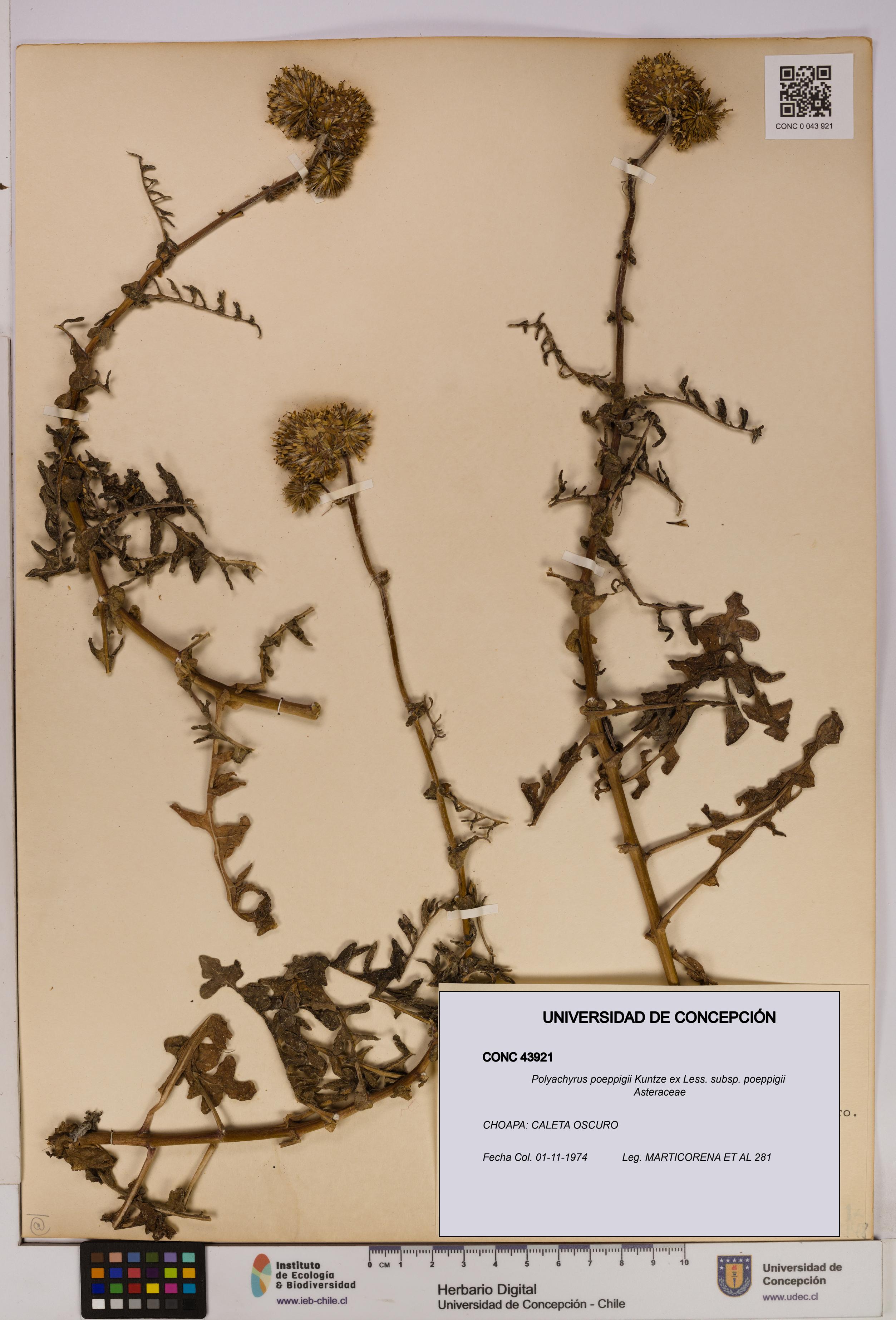 Polyachyrus poeppigii [Espécimen: UDEC:CONC:0043921]