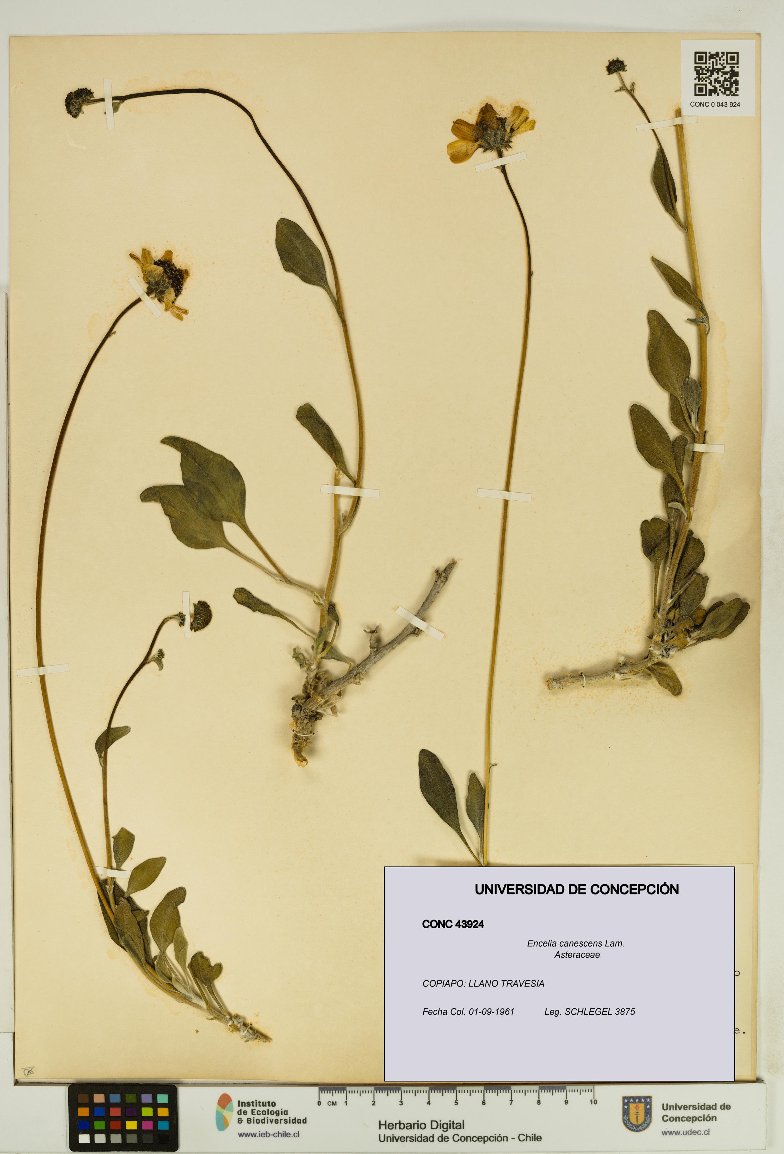 Encelia canescens [Espécimen: UDEC:CONC:0043924]