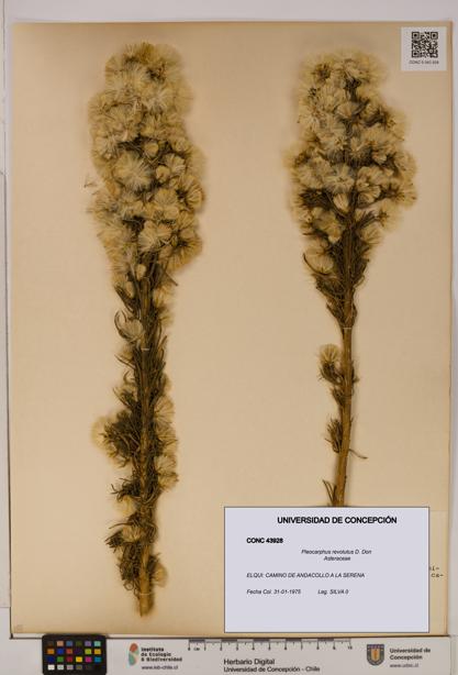Pleocarphus revolutus [Espécimen: UDEC:CONC:0043928]