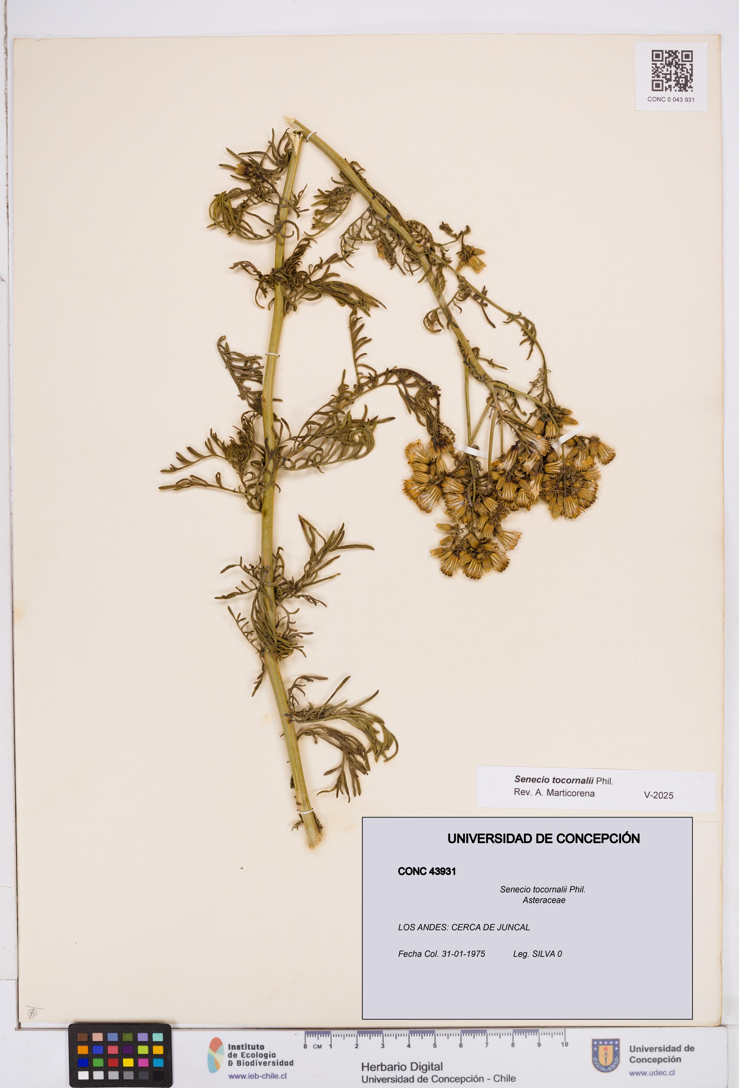 Senecio tocornalii [Espécimen: ]