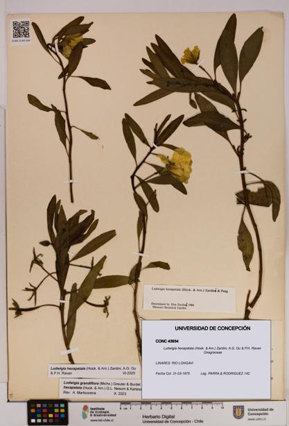Ludwigia hexapetala [Espécimen: UDEC:CONC:0043934]