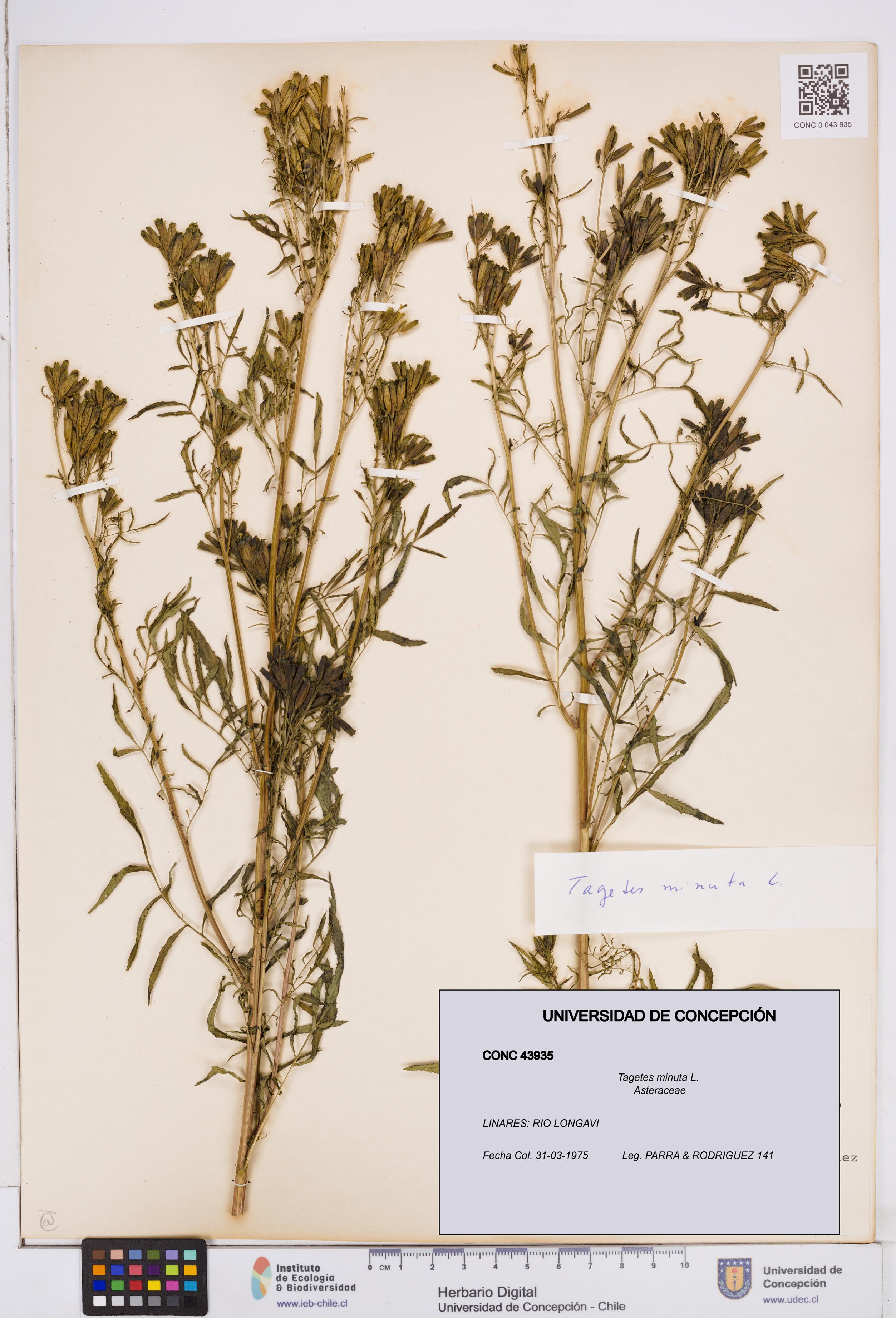 Tagetes minuta [Espécimen: ]