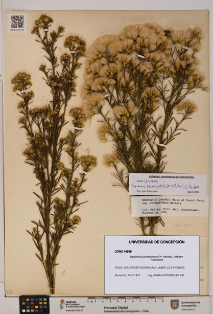 Baccharis pycnocephala [Espécimen: UDEC:CONC:0043939]