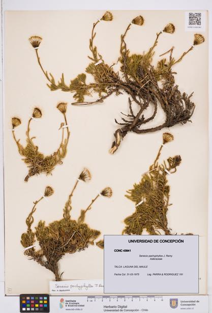 Senecio pachyphyllos [Espécimen: ]
