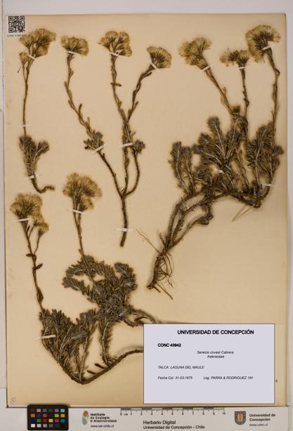 Senecio covasii [Espécimen: UDEC:CONC:0043942]