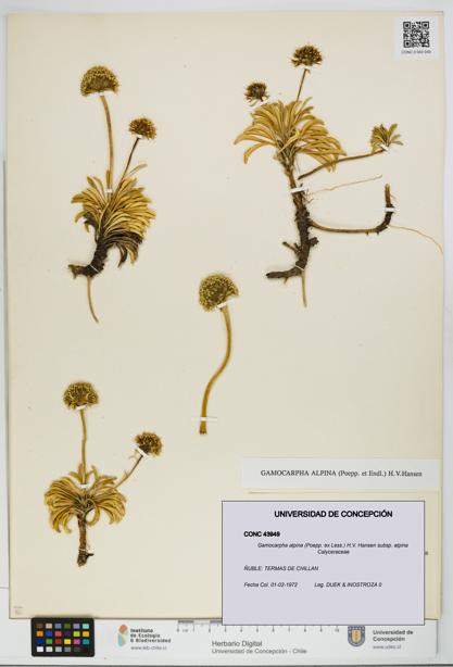 Gamocarpha alpina subsp. alpina [Espécimen: UDEC:CONC:0043949]