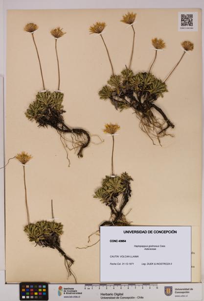 Haplopappus glutinosus [Espécimen: UDEC:CONC:0043954]