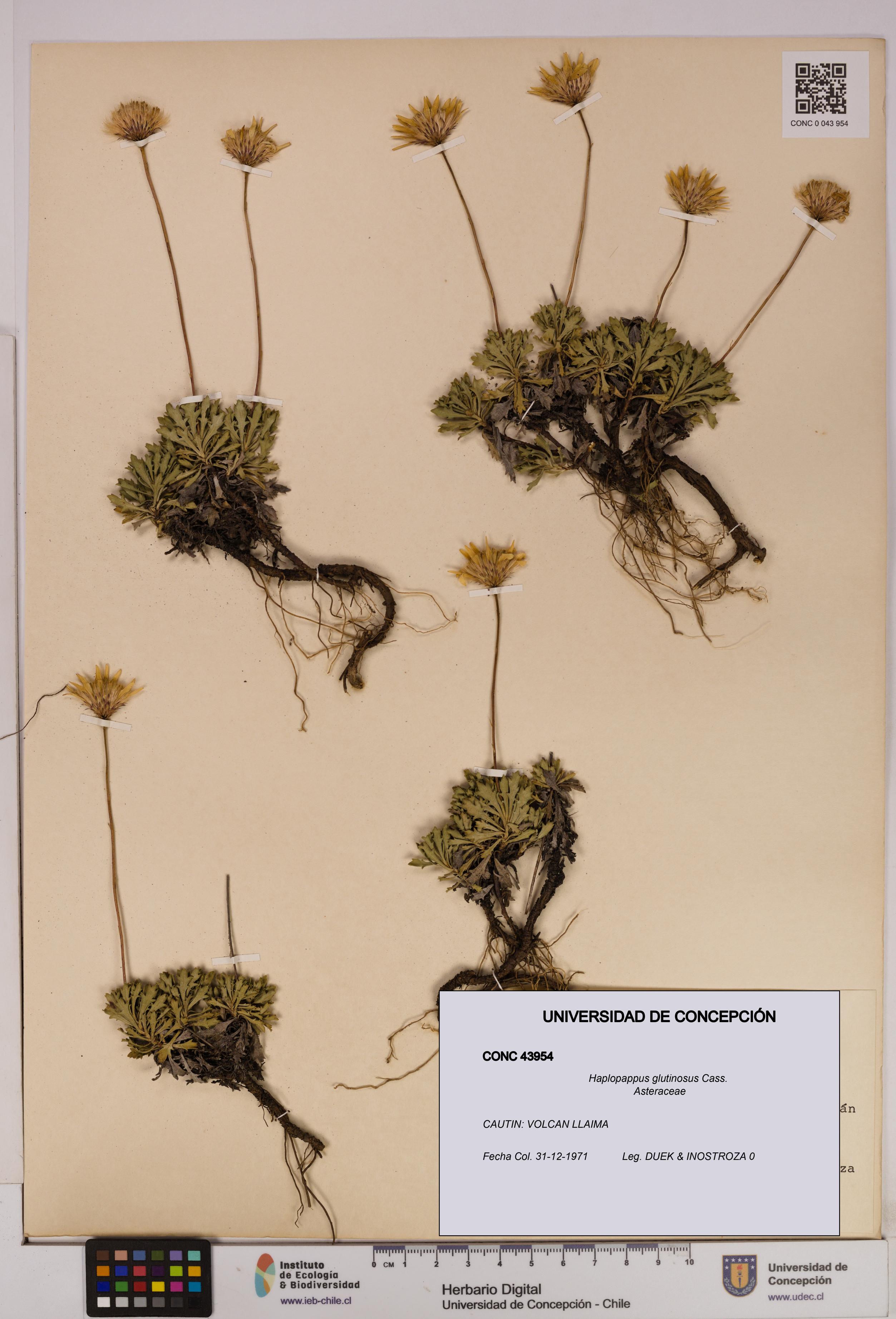 Haplopappus glutinosus [Espécimen: UDEC:CONC:0043954]