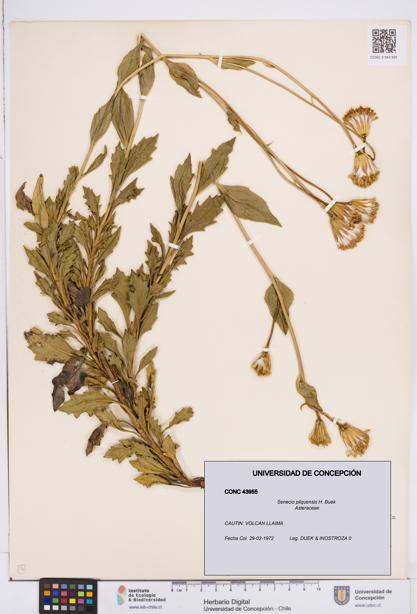 Senecio pilquensis [Espécimen: ]
