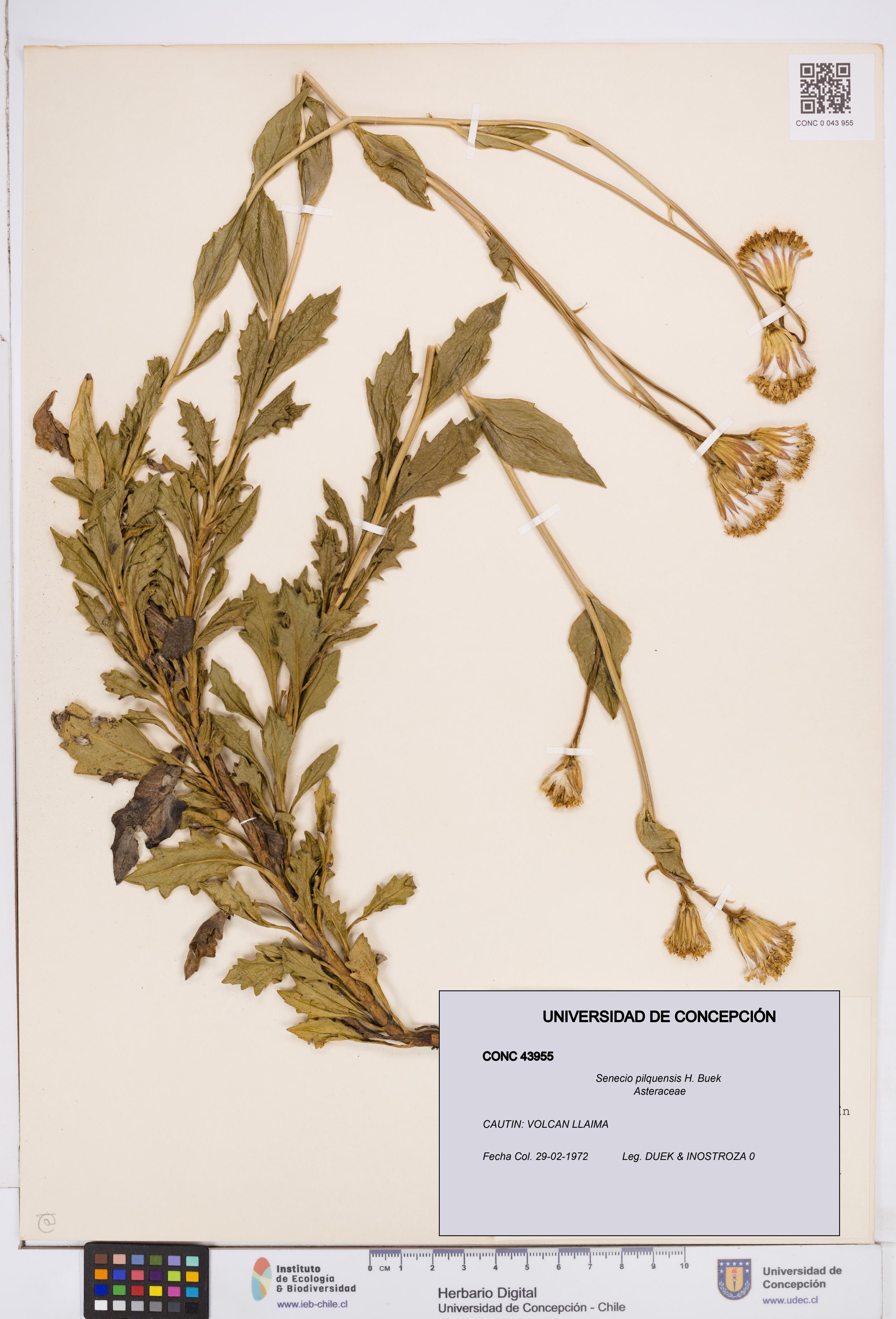 Senecio pilquensis [Espécimen: ]