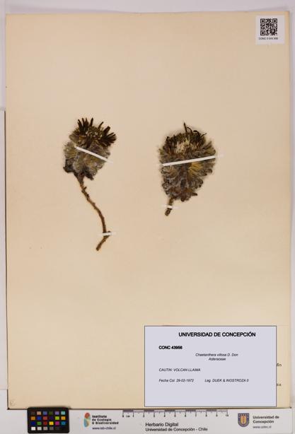 Chaetanthera villosa [Espécimen: UDEC:CONC:0043956]