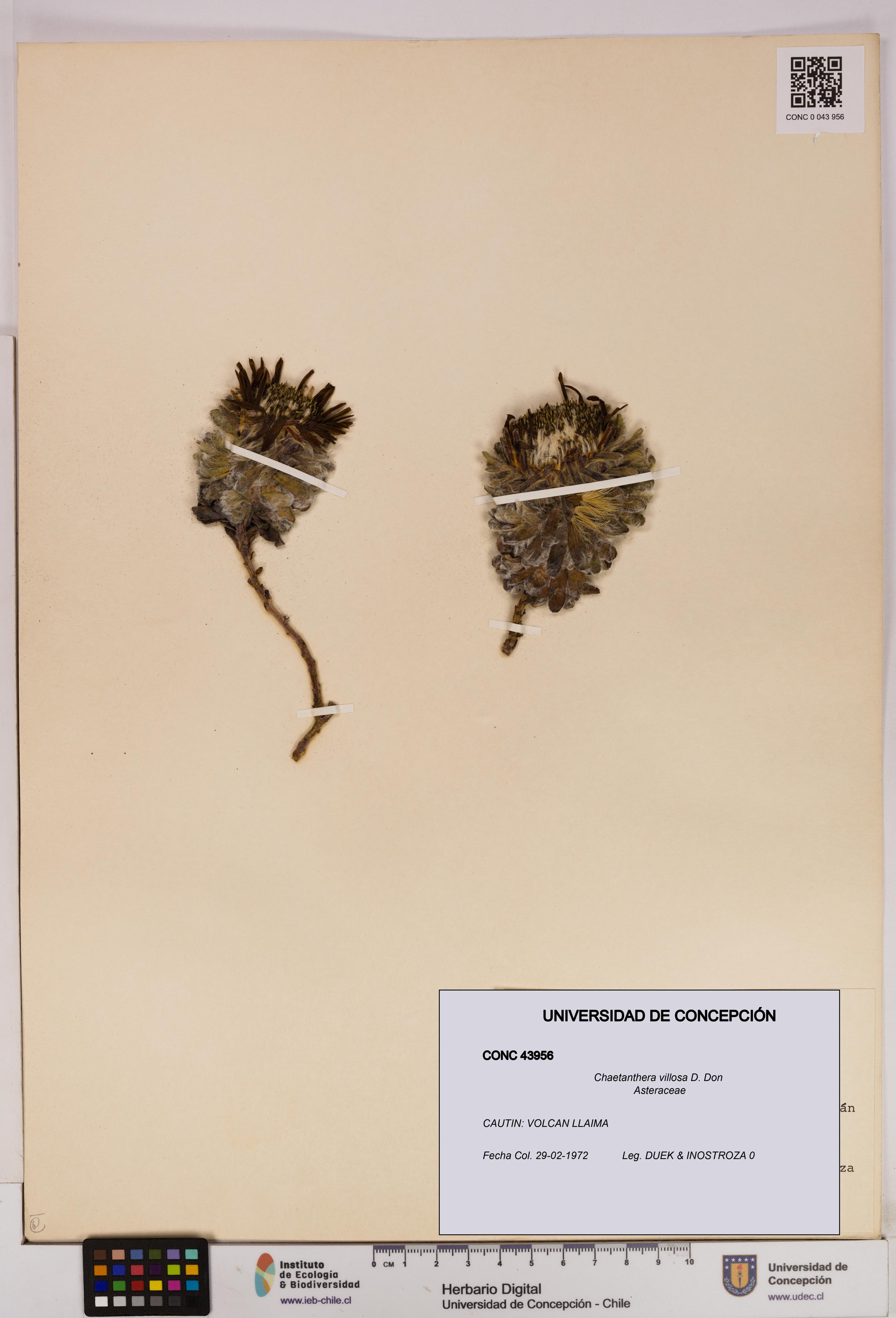 Chaetanthera villosa [Espécimen: UDEC:CONC:0043956]