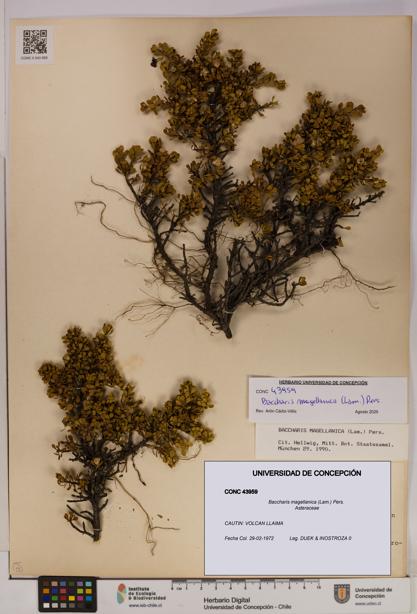 Baccharis magellanica [Espécimen: UDEC:CONC:0043959]