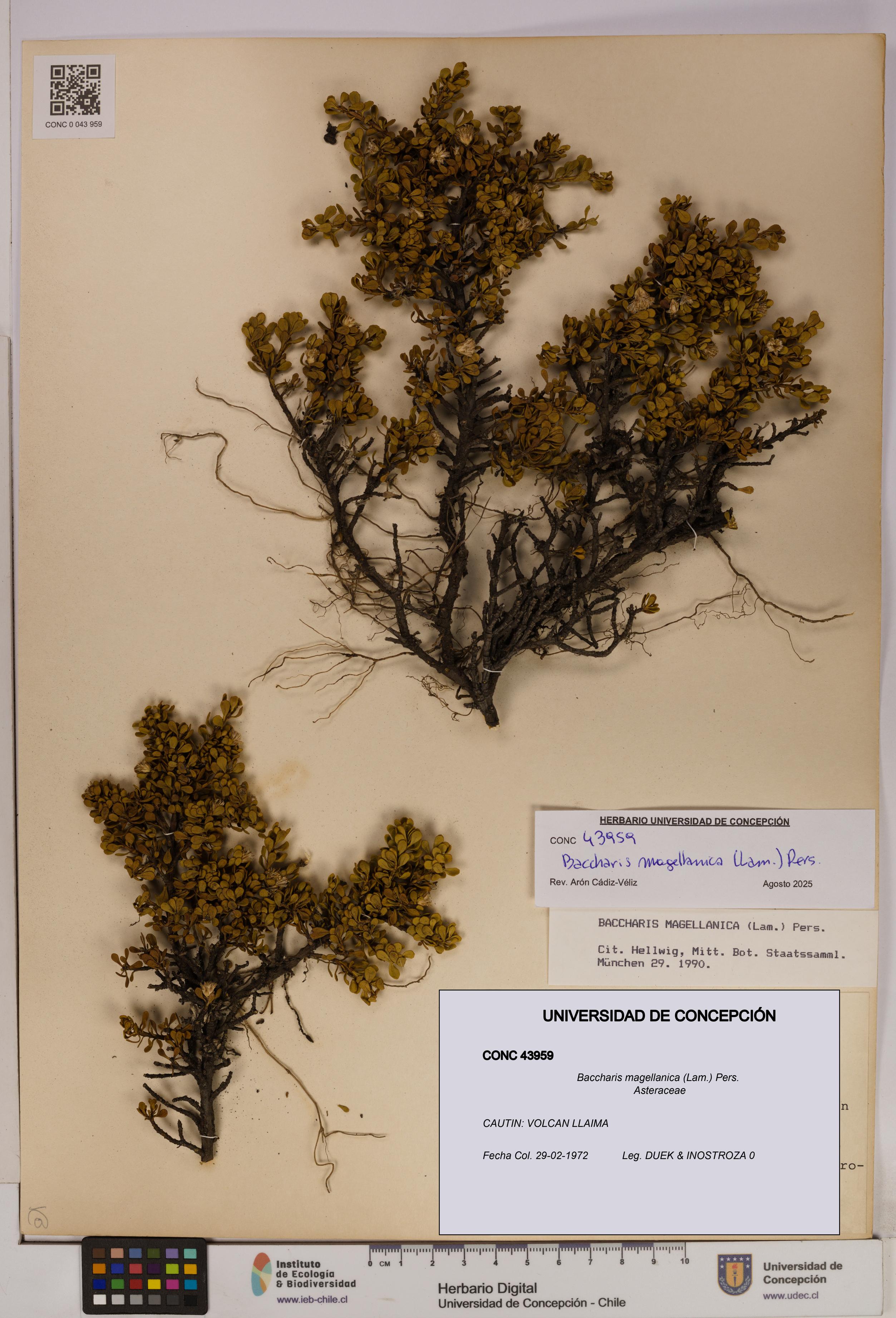 Baccharis magellanica [Espécimen: UDEC:CONC:0043959]