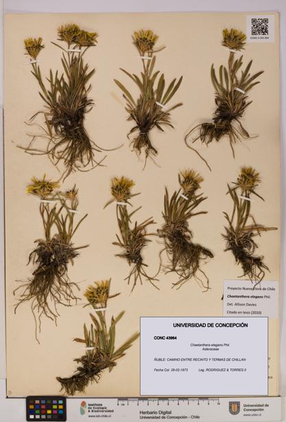 Chaetanthera elegans [Espécimen: UDEC:CONC:0043964]