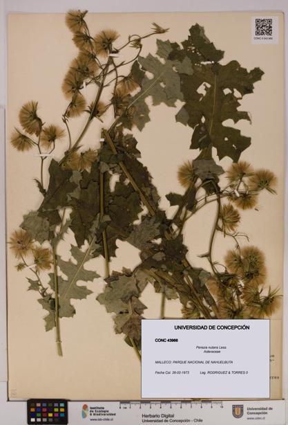 Perezia nutans [Espécimen: UDEC:CONC:0043966]