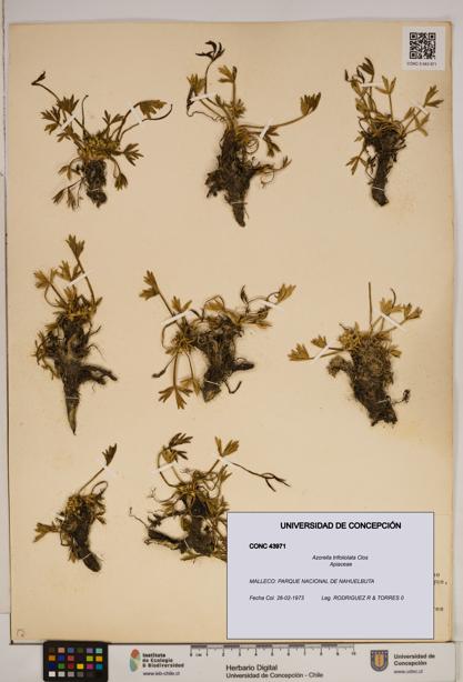 Azorella trifoliolata [Espécimen: ]
