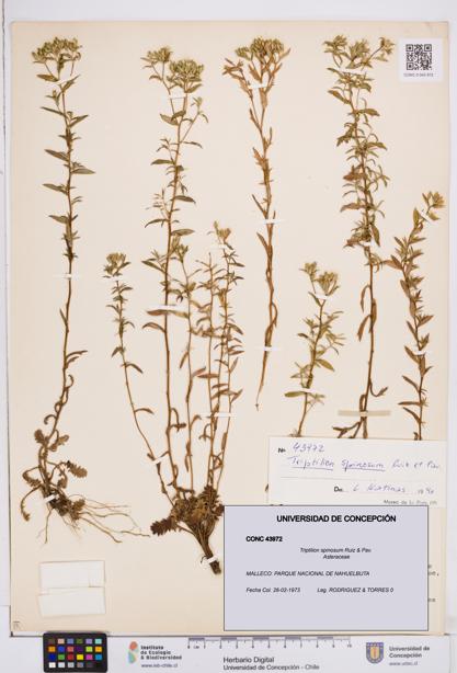 Triptilion spinosum [Espécimen: ]