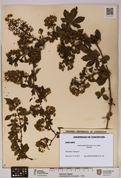 Cissus striata var. striata [Espécimen: UDEC:CONC:0043979]