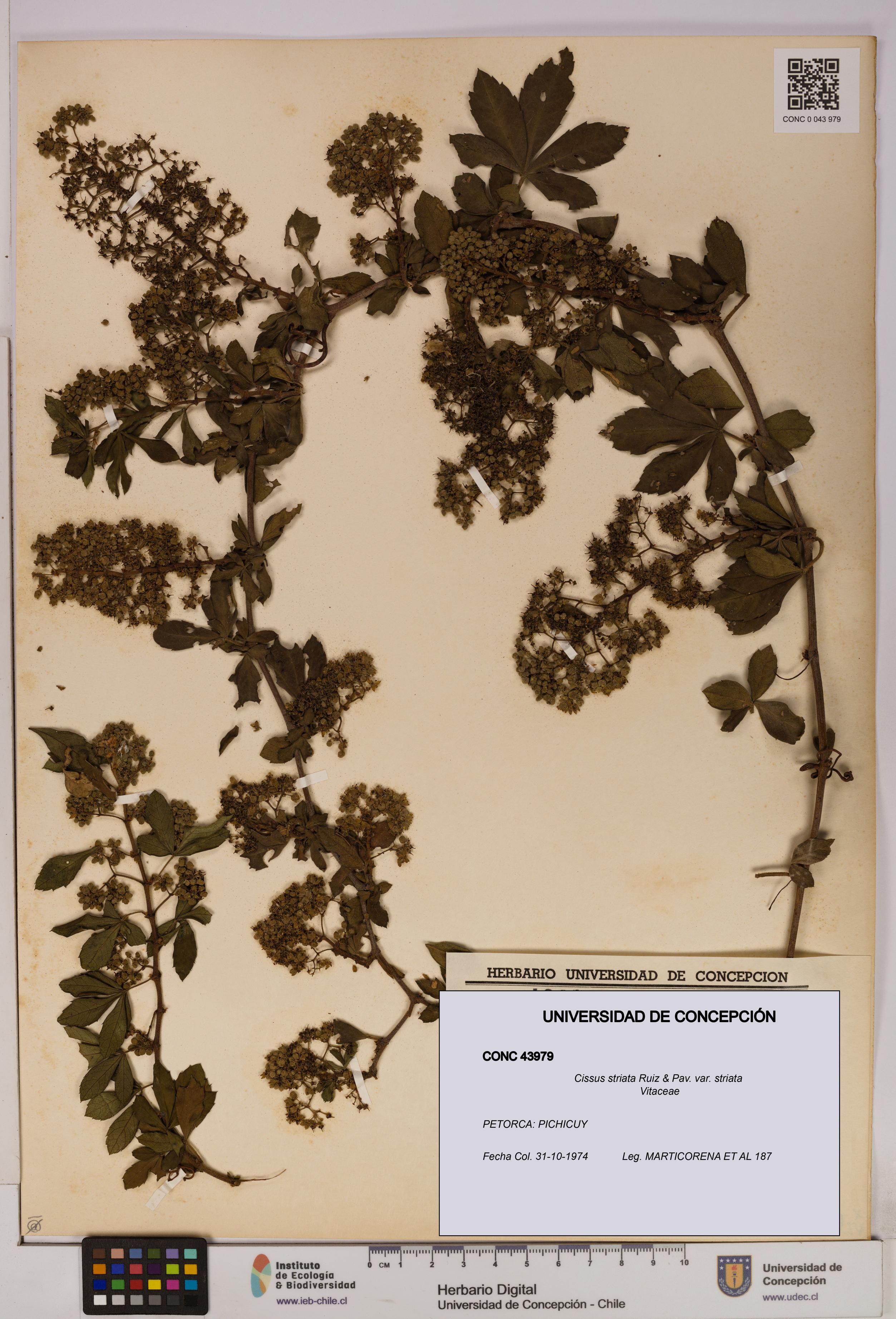 Cissus striata var. striata [Espécimen: UDEC:CONC:0043979]