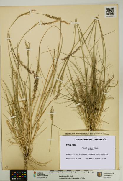 Nassella pungens [Espécimen: UDEC:CONC:0043997]
