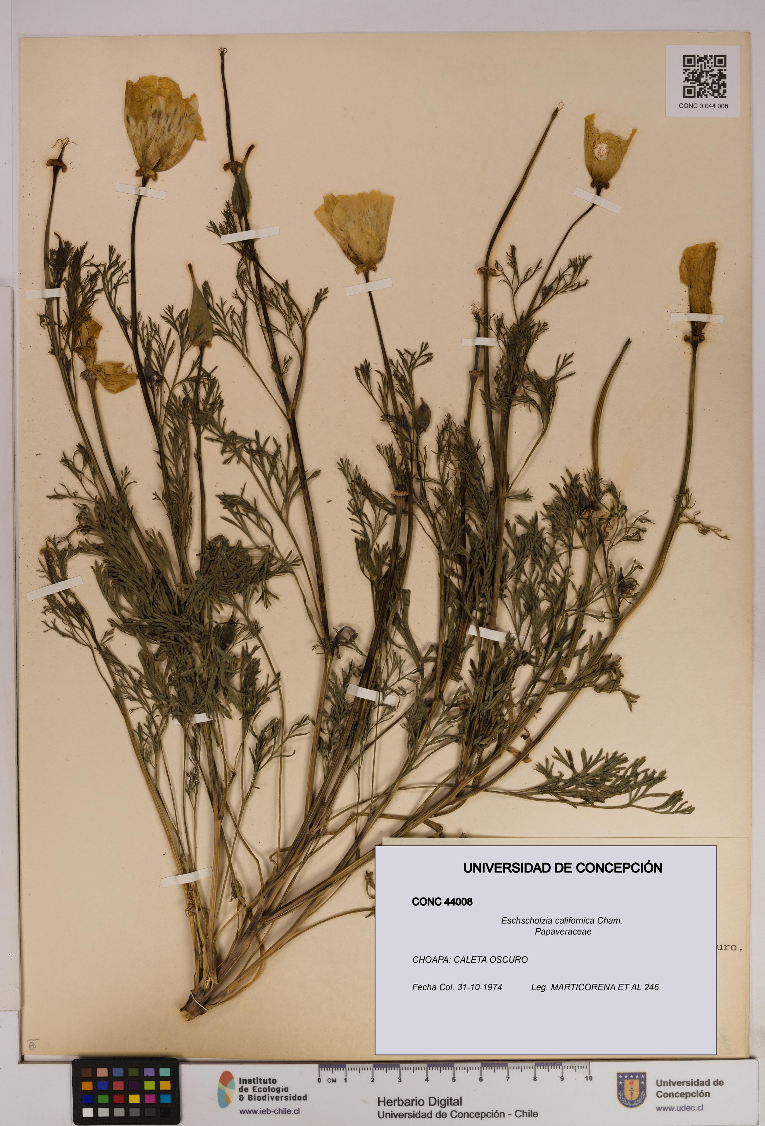 Eschscholzia californica [Espécimen: UDEC:CONC:0044008]