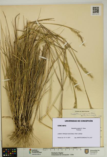 Nassella pungens [Espécimen: UDEC:CONC:0044012]