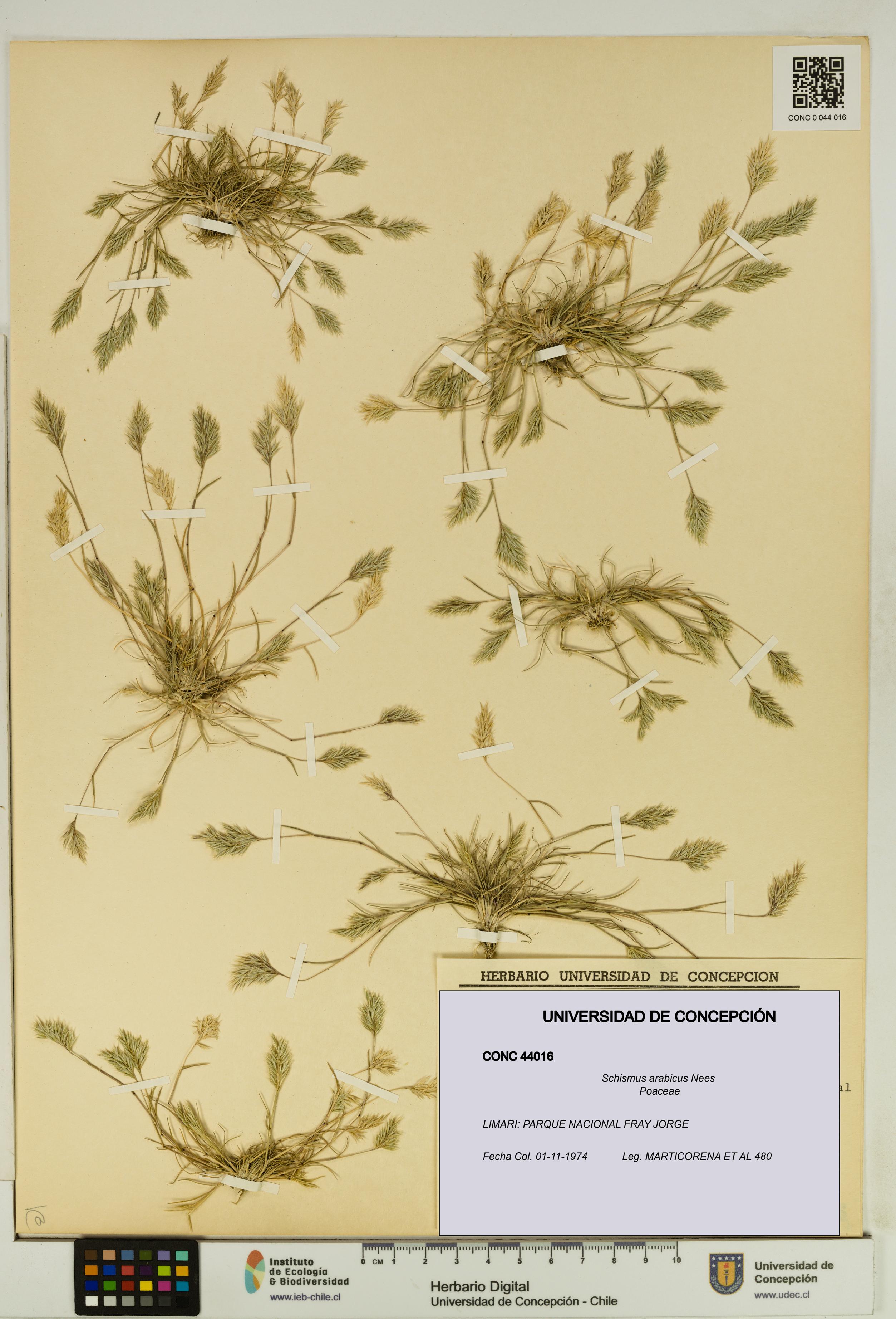 Schismus arabicus [Espécimen: UDEC:CONC:0044016]