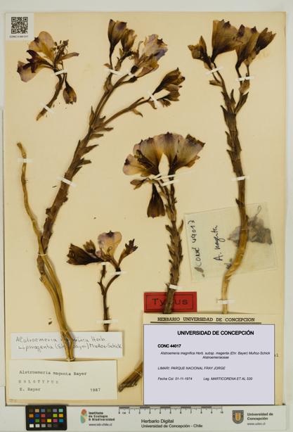 Alstroemeria magnifica subsp. magenta [Espécimen: UDEC:CONC:0044017]