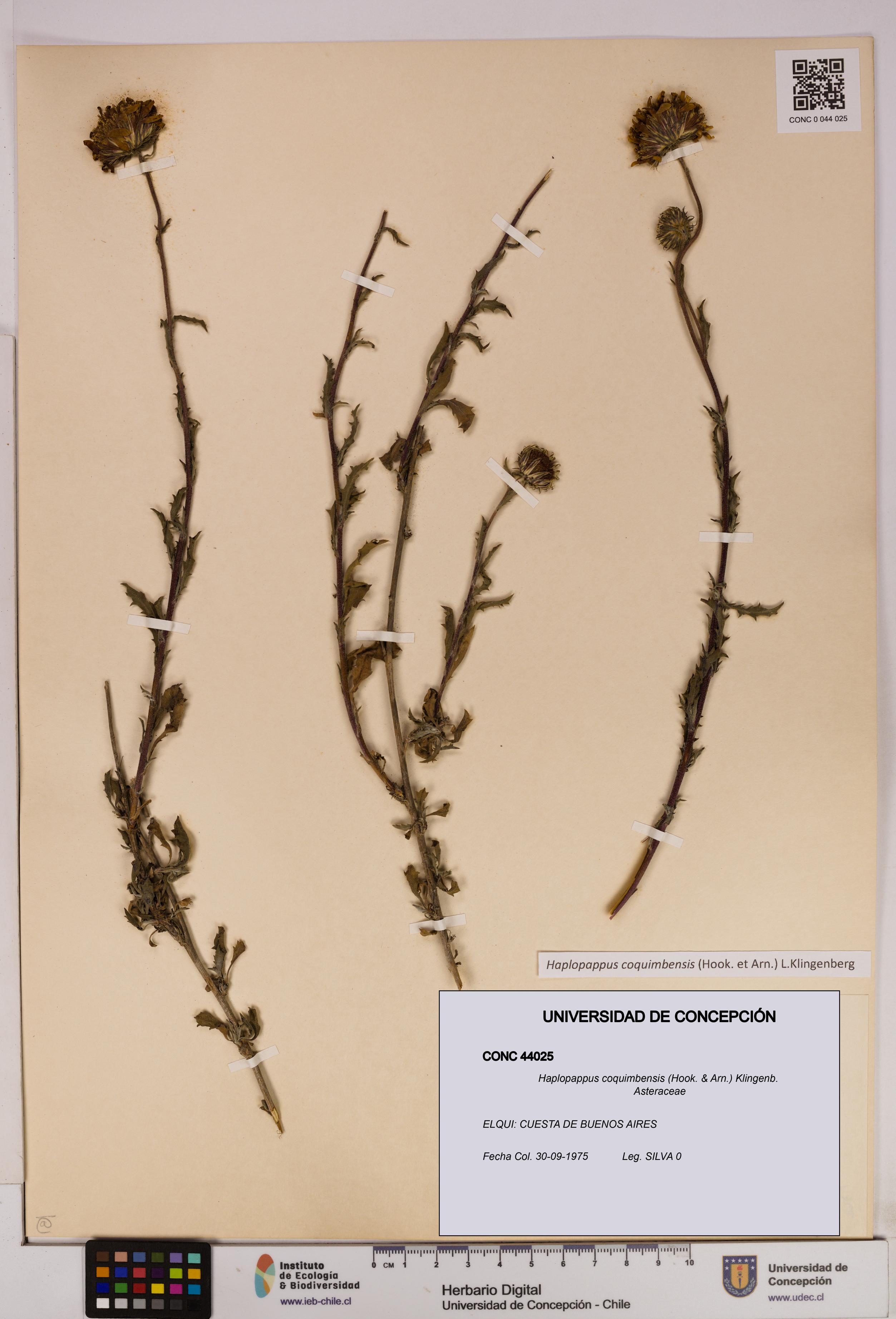 Haplopappus coquimbensis [Espécimen: UDEC:CONC:0044025]