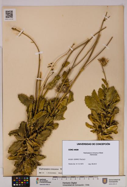 Haplopappus remyanus [Espécimen: UDEC:CONC:0044026]
