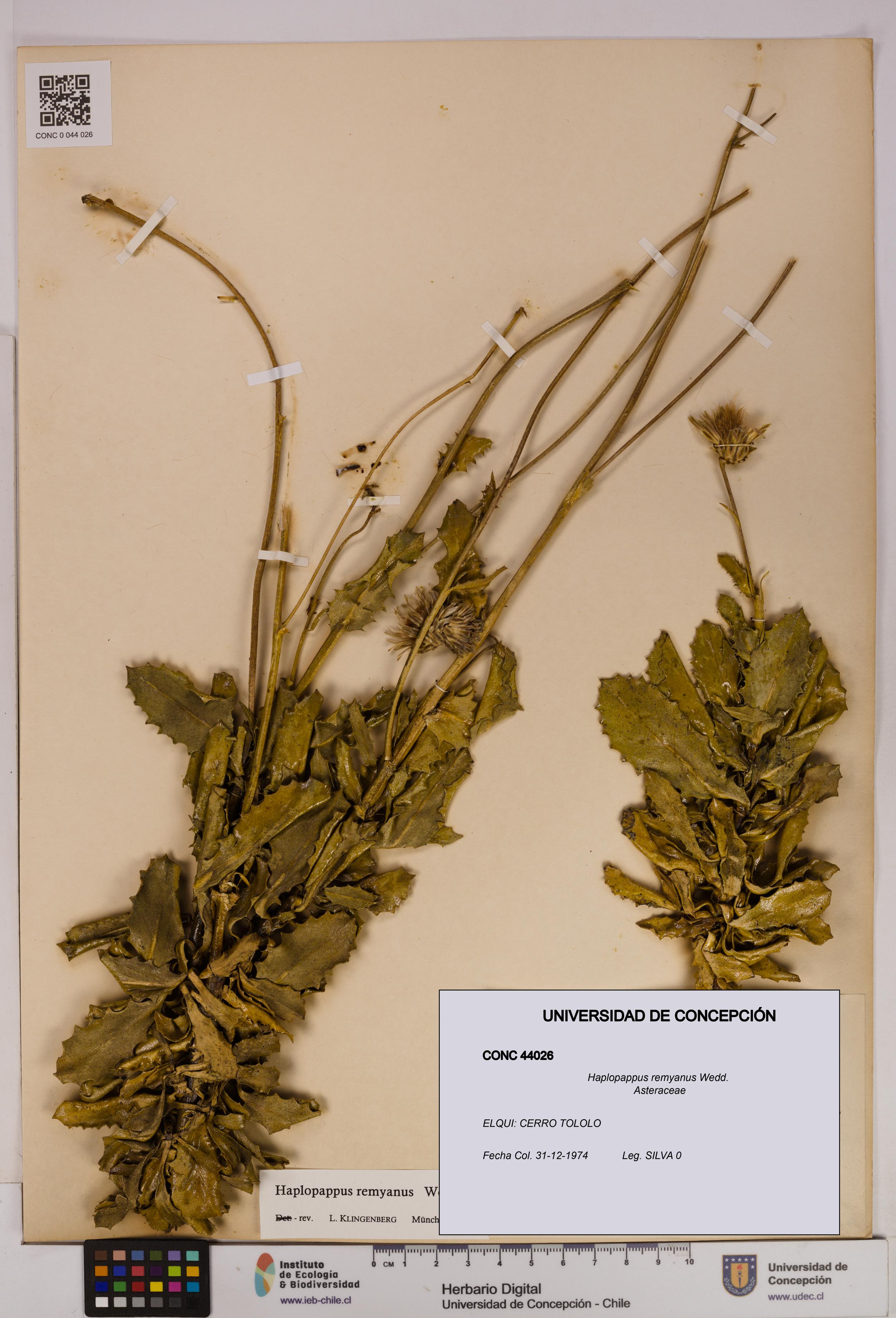 Haplopappus remyanus [Espécimen: UDEC:CONC:0044026]