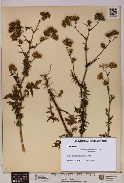 Moscharia pinnatifida [Espécimen: UDEC:CONC:0044028]