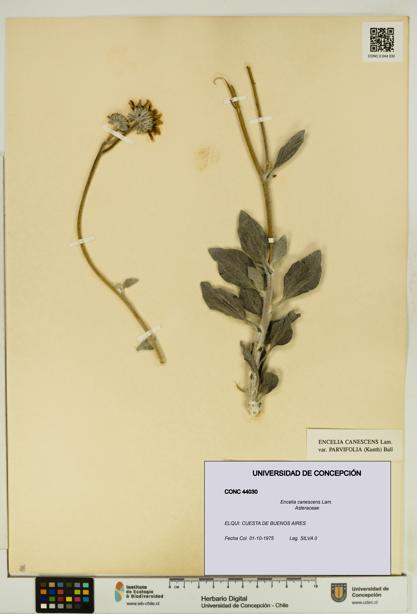 Encelia canescens [Espécimen: UDEC:CONC:0044030]