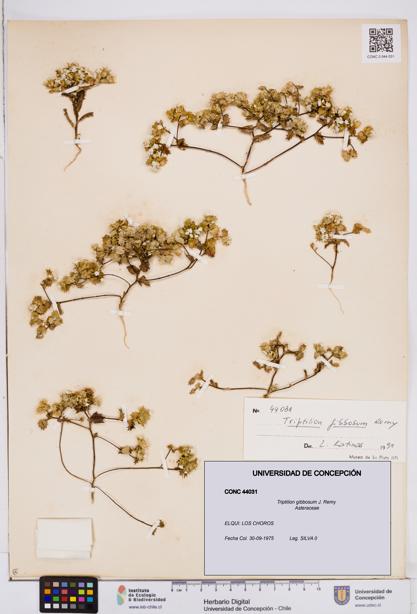 Triptilion gibbosum [Espécimen: ]