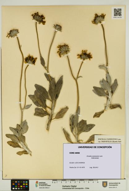 Encelia canescens [Espécimen: UDEC:CONC:0044032]